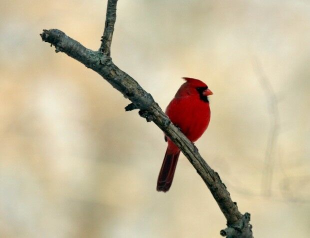 State Bird: Cardinal